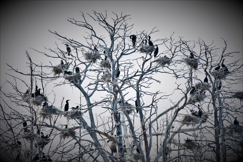 06 merimetsojen-valtakunta.jpg